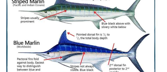 Fishing for Black and Blue Marlin Fishing for Black and Blue Marlin