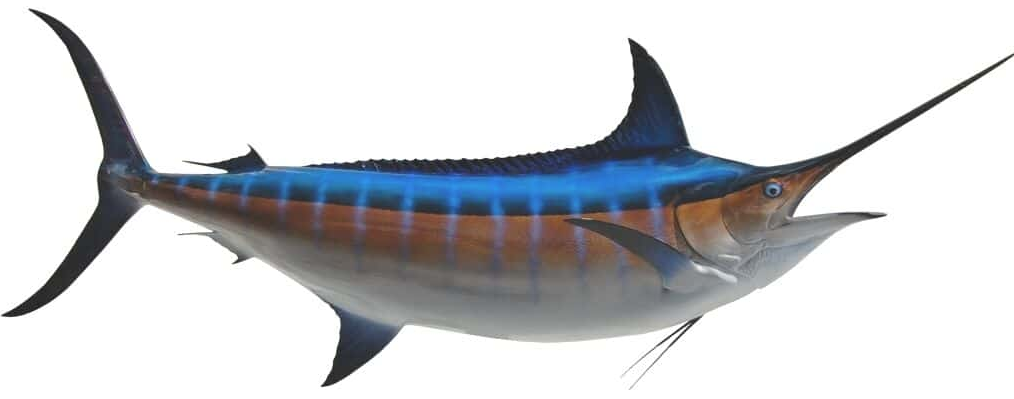 Best gear to fish Blue Marlin (Atlantic), (Makaira Nigricans)