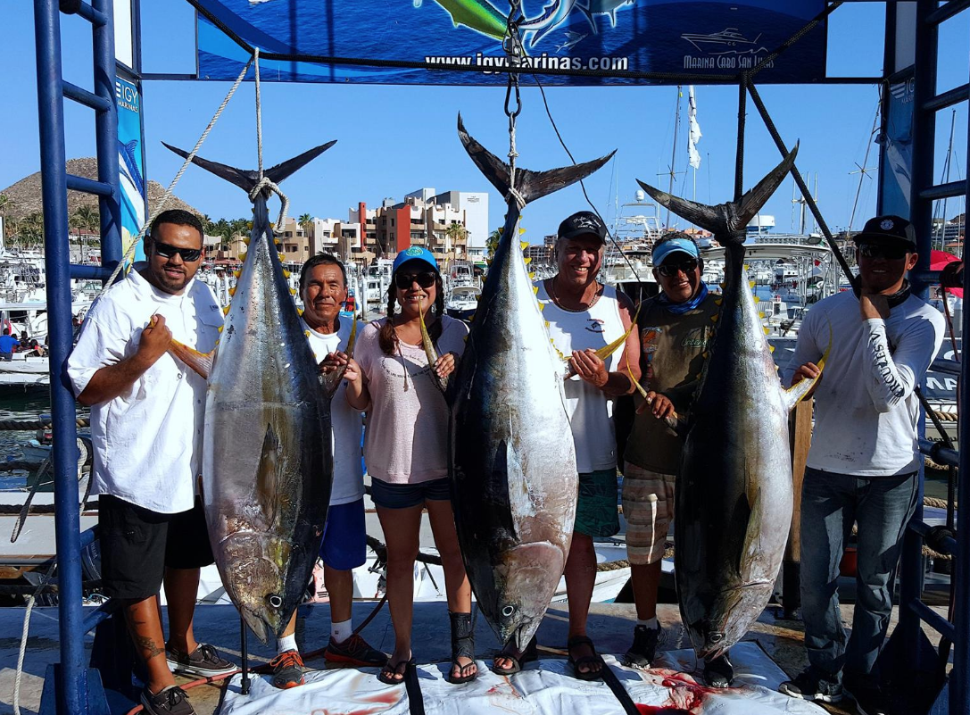 If You Want to Catch Yellowfin Tuna in Cabo, Do This - Tag Cabo Sportfishing