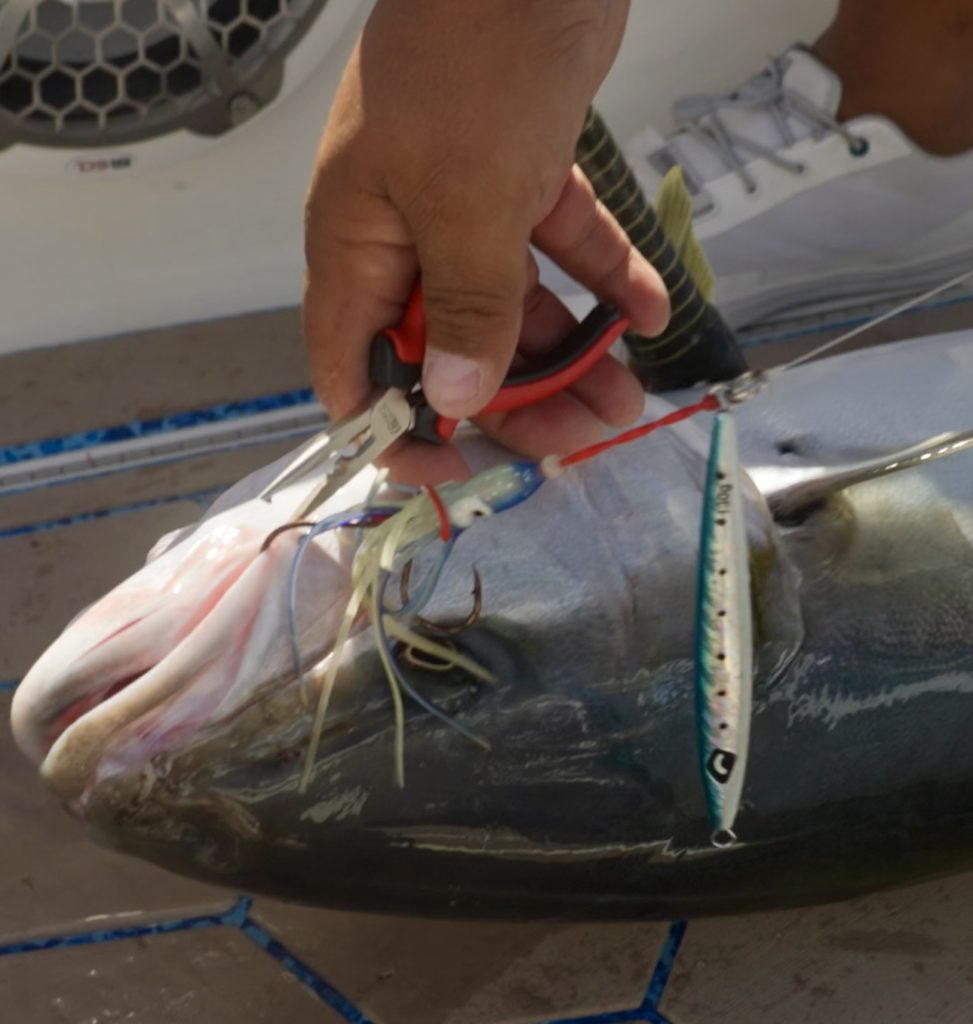 Exploring the Thrills of Jigging in Cabo