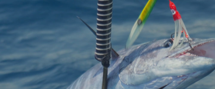 Exploring the Thrills of Jigging in Cabo