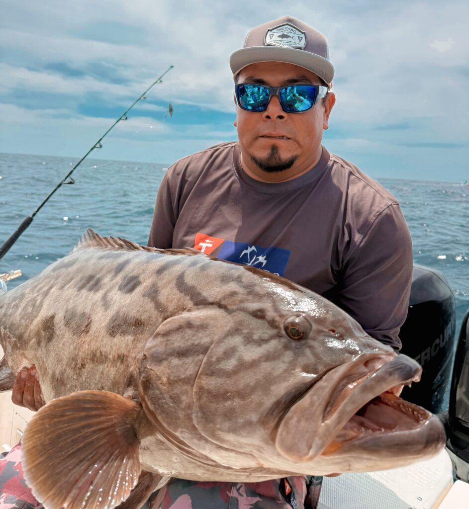 Cabrilla, Grouper in Cabo San Lucas