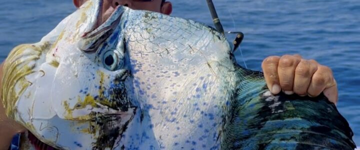 Top Lures for Marlin, Tuna, and Dorado in Baja Waters Top Lures for Marlin, Tuna, and Dorado in Baja Waters
