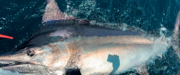 Cabo San Lucas Marlin Fishing Guide Cabo San Lucas Marlin Fishing Guide