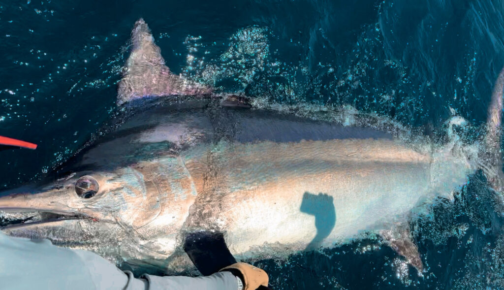 Cabo Marlin Migration Report