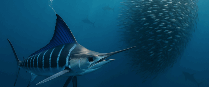 2025 Cabo Marlin Migration Report 2025 Cabo Marlin Migration Report