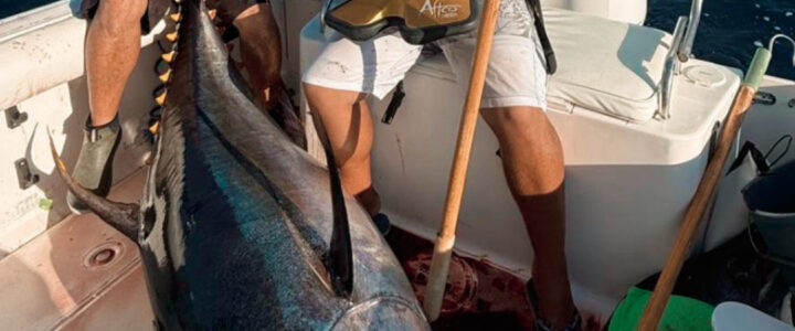 Massive 328-Lb Yellowfin Tuna Caught in San José del Cabo Massive 328-Lb Yellowfin Tuna Caught in San José del Cabo