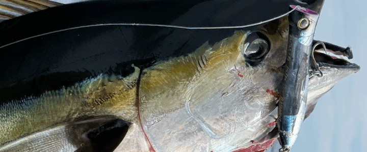 Los Cabos Fishing Report – Last Two Weeks of November Los Cabos Fishing Report – Last Two Weeks of November