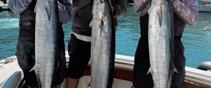 The Ultimate Guide to Sportfishing in Cabo San Lucas The Ultimate Guide to Sportfishing in Cabo San Lucas